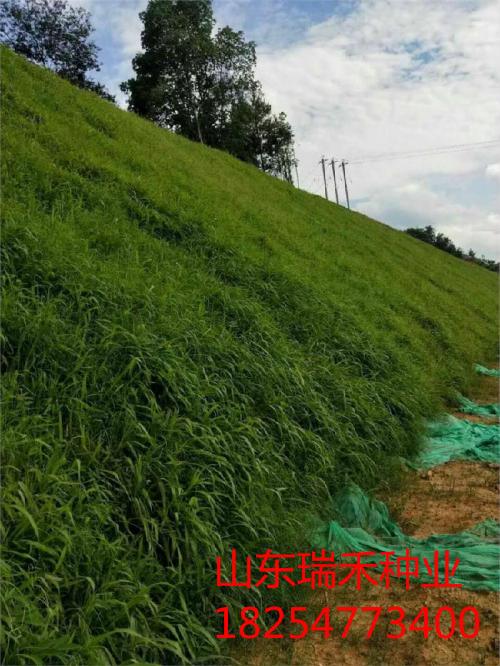 驻马店种什么蕞划算？艾草种植了解一下