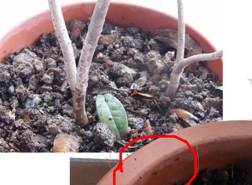 剪掉受感染的部分