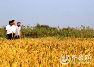 沙棘：盐碱地的救星