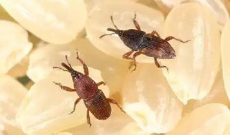 阿维吡虫啉：害虫的噩梦