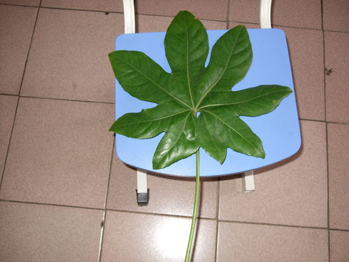“叶子像手掌，这是什么植物
