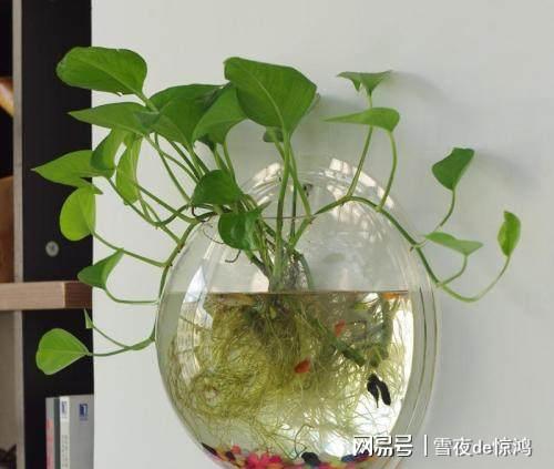 绿萝，热带雨林的攀爬高手