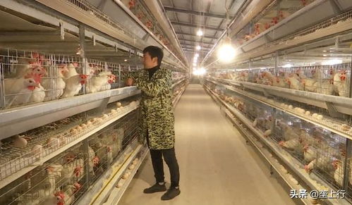 西梅产业爆发，种植户年入20万，冷链和直播的是什么？