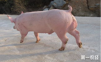 淘汰公猪真的只是随意之举吗？掌握这5点，繁殖效率Neng显著提高？