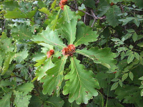 别把杏芽错认成桃李芽