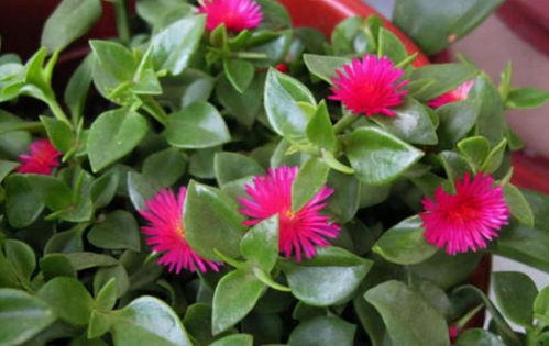 第三步：怎么让玫瑰花保持鲜艳？