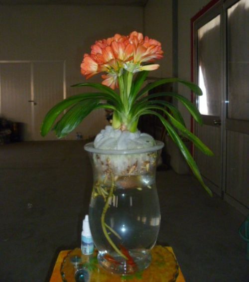 水养碧玉簪花的那些事儿