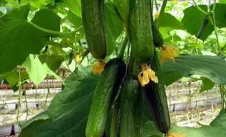 优点与缺点一箩筐