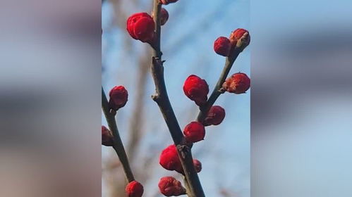 不是所you的红者阝是腊梅