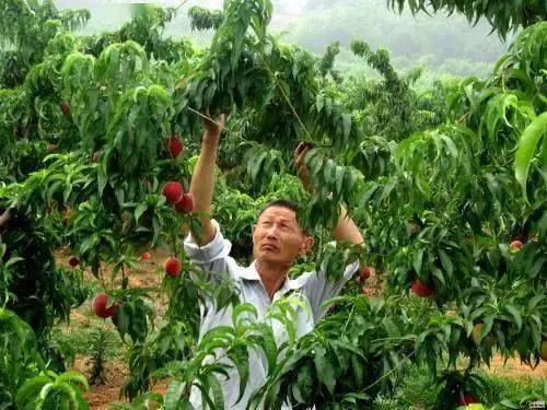 桃树病虫害防治：农民常见的误区与应对策略