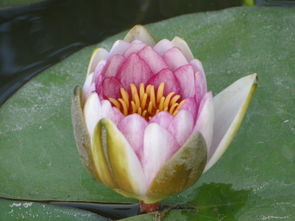 睡莲的盆栽大小