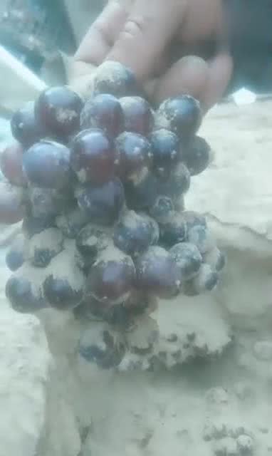 葡萄怎么保存？试试这几个保鲜方法