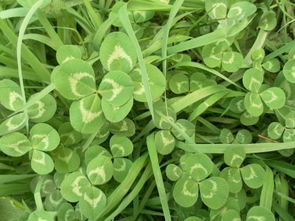 螺旋藻， 营养的宝库