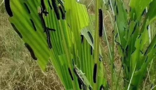 甲维虱螨脲：慢性杀手， 慢慢来