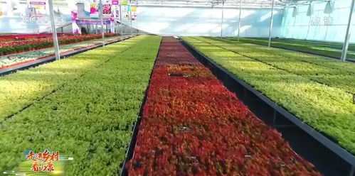 成功案例， 创意实践见成效