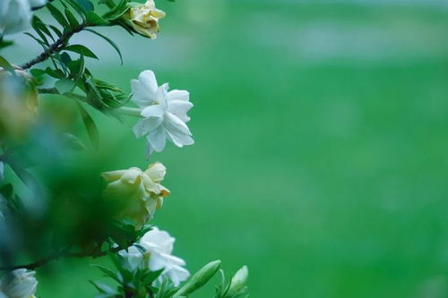 叶片发黄，是不是水浇多了？