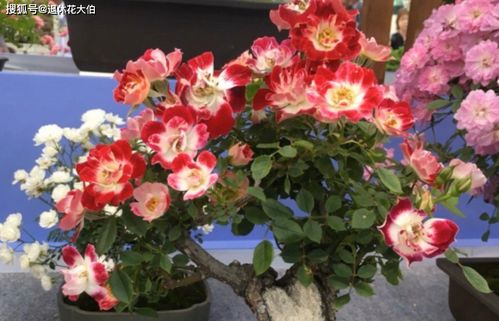 哪种微型月季品种Zui佳？