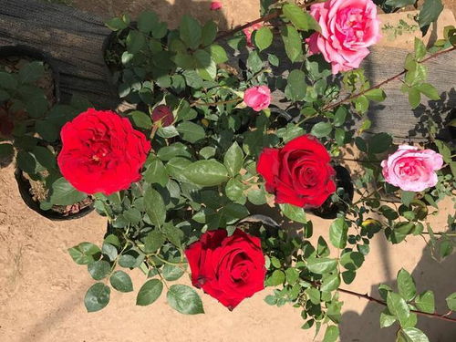 病虫害管理：防范为主，治疗及时