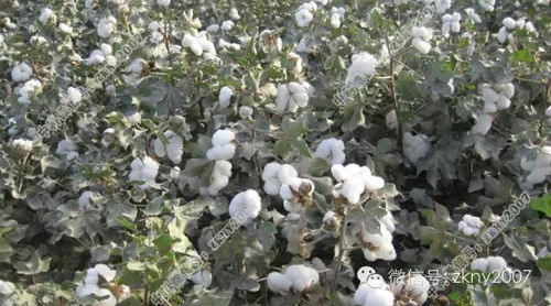北方棉花种植的最佳月份是几月份？