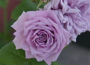 2. 蓝色梦想月季