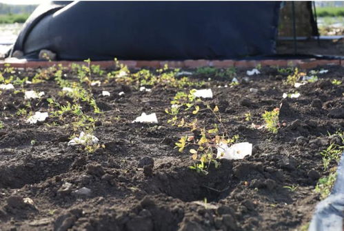 选择合适的种植地点