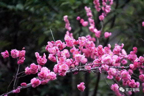 腊梅花种植的奥秘在哪里？