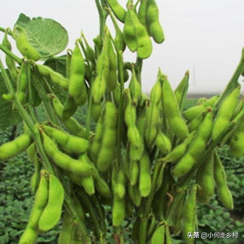 大豆开花期打杀虫剂的效果与风险