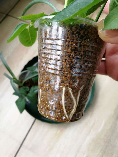 月季水插不生根？这个快速生根法你一定要知道