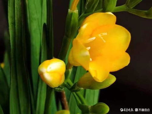 虎皮兰开花，香气扑鼻