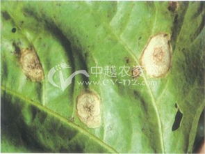 假尾孢褐斑病的那些事儿
