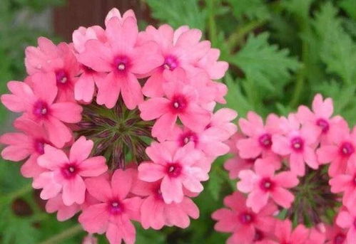 初夏花儿开，新手养花不烦恼！