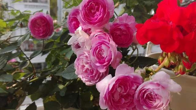 颜色搭配， 随心所欲