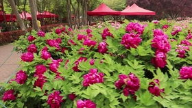 想赏牡丹花？洛阳、菏泽、洛阳哪个城市牡丹最出名