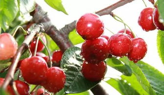 樱桃种子发芽温度的重要性