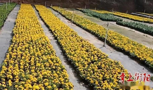 育苗期的五个致命细节