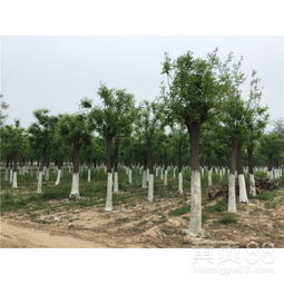 国槐树苗的种植时机揭秘