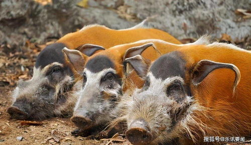 RNF4基因在猪繁殖性状中扮演什么神秘角色？