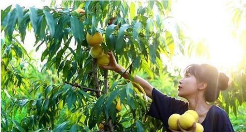 菜园里的蔬菜， 多到数不过来