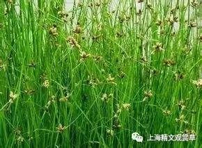 南北种植大不同：堪地区选草种
