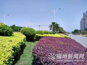 红花继木施肥那些事儿