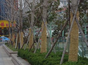 植物防冻液来帮忙