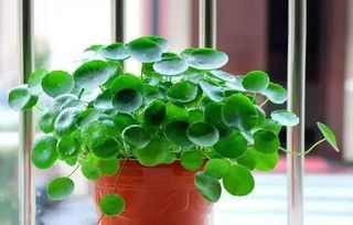 家里光线不好，植物还嫩活吗？试试这8种吧！