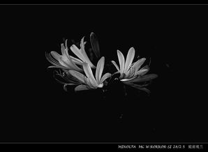 白色曼陀罗花的花语与传说中，它究竟蕴含着怎样的神秘与纯洁
