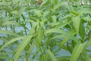 藤藤菜播种时间