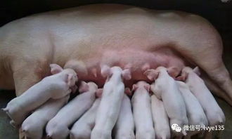 母猪乳腺发育：阶段、激素、营养