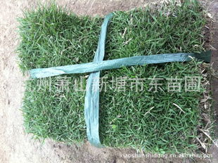 马尼拉：暖季型草坪的耐阴者