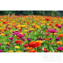 种植地点的考虑