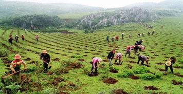 退耕还林还草对农民增收的作用机制