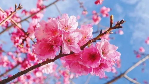 三月份，桃花的浪漫