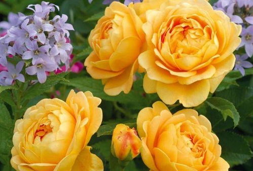 不要小瞧这些月季：它们下有成百上千个不同品种